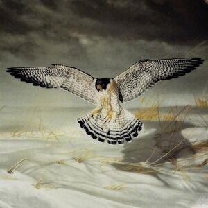 Peregrine Falcon 1991 W S George Fine China Charles Frace Soaring Majesty  COA
